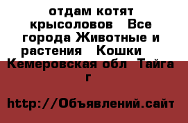 отдам котят крысоловов - Все города Животные и растения » Кошки   . Кемеровская обл.,Тайга г.